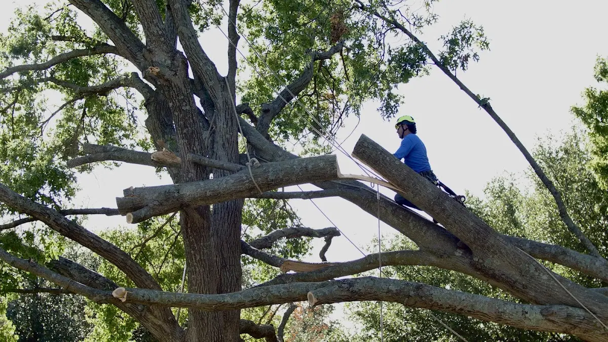 Professional Hazardous Tree Removal performed by certified arborists in Turner